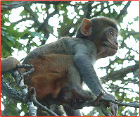 南灣猴島-樹上的小猴子